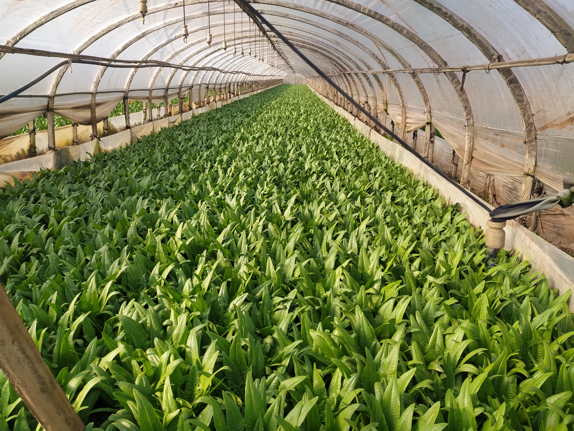 ce certification chelated magnesium fertilizer