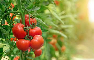 humic and fulvic acid for lawns